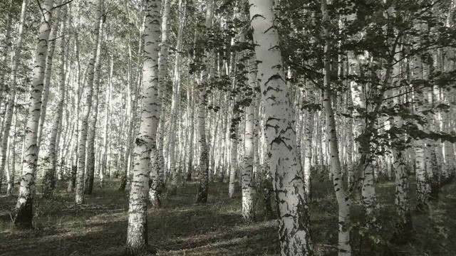 Страшные истории - Роща слёз