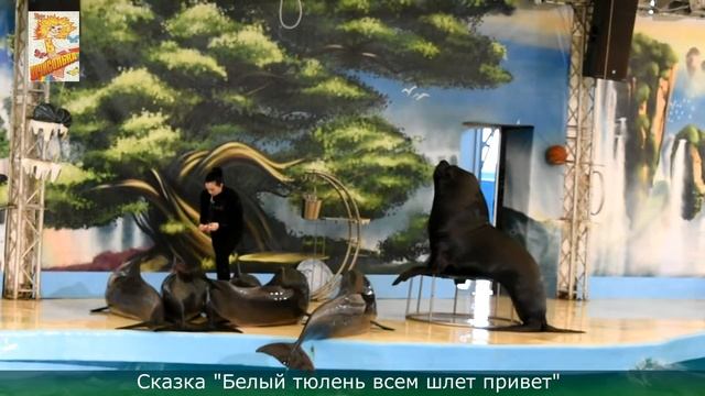 Танцующий морской лев смотреть онлайн