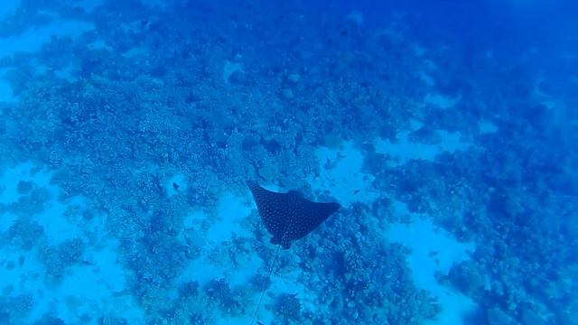 Eagle Ray in Soma Bay Red Sea Egypt
