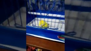 Мой попугай Кеша умирает.