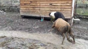 Бежта бои быков, бык загала БЕЖТА  ДАГЕСТАН. 22 апреля 2022г.