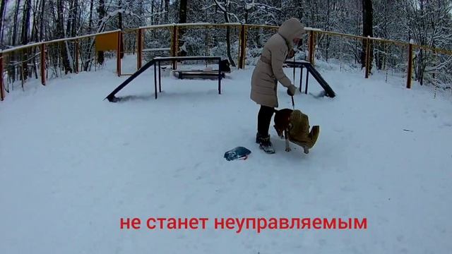 АМЕРИКАНСКИЙ СТАФФОРДШИРСКИЙ  ТЕРЬЕР МИФЫ И РЕАЛЬНОСТЬ  О ПОРОДЕ