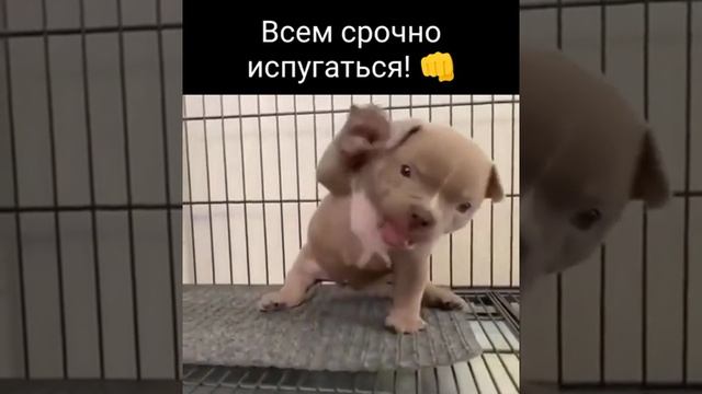 ЩЕНОК