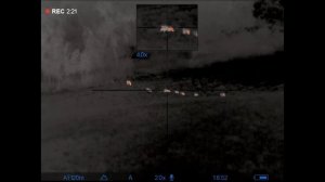 Pulsar Trail 2 LRF XP50 hog hunting