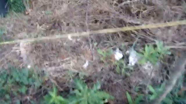 Эвкалипт из семян 2 смотреть онлайн