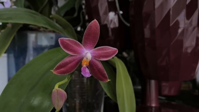 Дикий кот БЛОНДИН, Клеопатра НЕ ТО ПАЛЬТО, Каменная роза СРАЗИЛА и т.д. смотреть онлайн