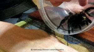 Пересаживаем Паучка Амика в новый дом. Черный вельветовый птицеед brachypelma