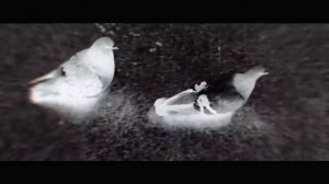 Носорогов и !ХОП! — дорогая, я везу К ТЕБЕ своих монстров