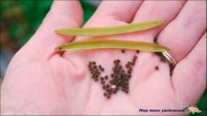 Клеома колючая экзотика для любого сада