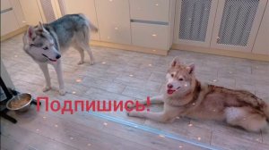 Я не мелкий, я не дрыщ! породия