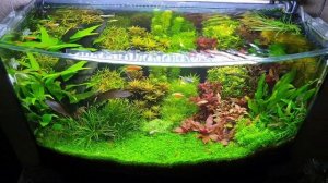 Аквариум с живыми растениями.