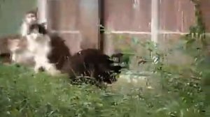 Один крыс против банды котэ