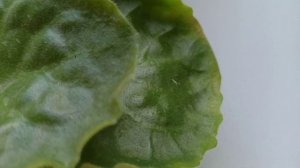 Следы от покусов на листьях фиалок. Что за вредитель?