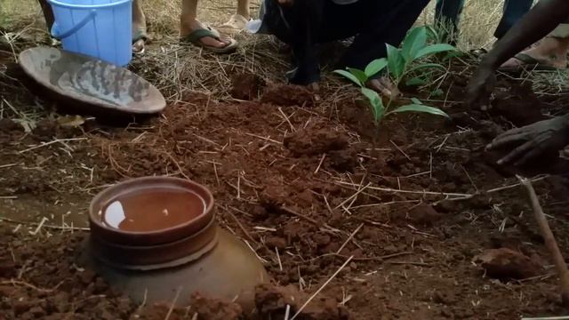 Permaculture DIY: Using clay pot pitcher for fruit tree planting смотреть онлайн