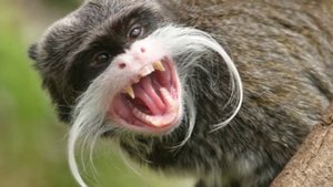 Топ-10 самых необычных животных