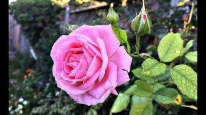 Как ухаживать за розами осенью после посадки? Что делать с розами после посадки осенью?