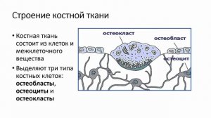 ОДА Костная ткань