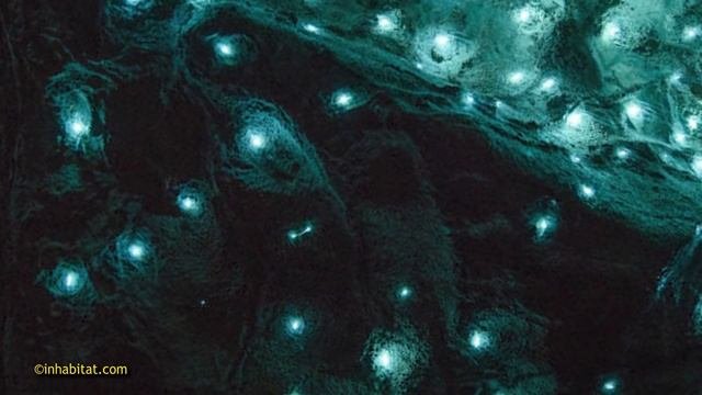 110.Новая Зеландия.Пещеры ВАЙТОМО.Особенности национального ЭКСТРИМА-2 ! (Жизнь в новой зеландии)