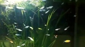 ПЕЦИЛИИ НА НЕРЕСТ,ОБЗОР