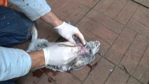 ЛЕГКИЕ КРОЛИКА. ЖИВЫЕ И МЕРТВЫЕ - УЖАСЫ КРОЛИКОВОДСТВА (16+)