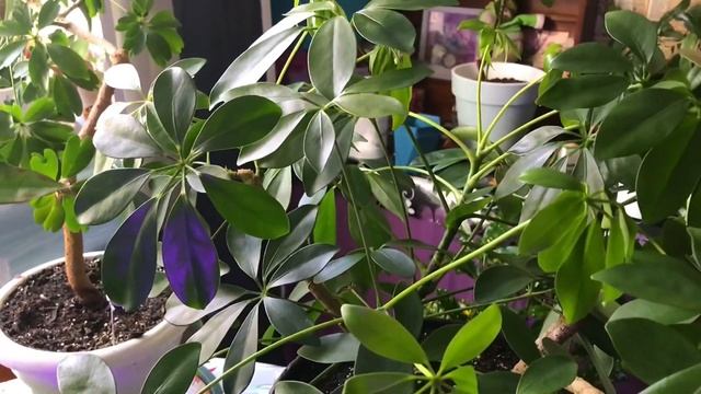 ?Комнатные растения?Полезные советы цветоводов♻️ День рождения канала? смотреть онлайн