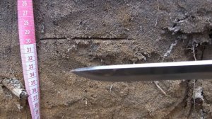 Дерново подзолистая почва