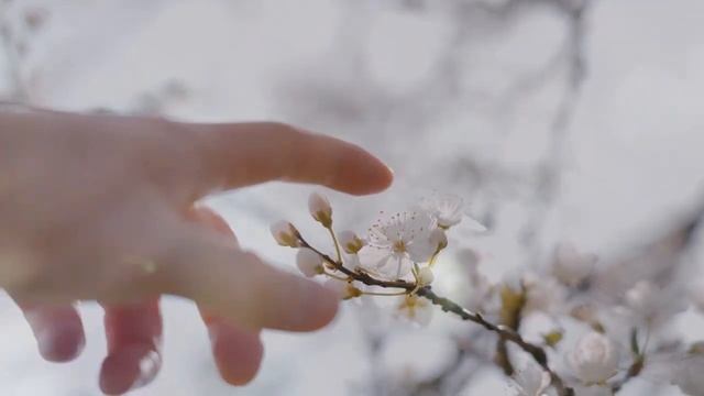 Музыкальная видео-открытка с 1 Мая. смотреть онлайн