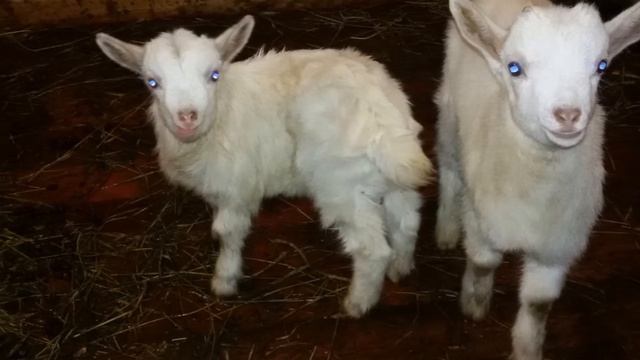 Козье молоко как бизнес идея | Козоводство | Разведение коз на молоко смотреть онлайн