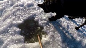 Как Добыть Мотыля Зимой!