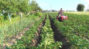 Мтз 132н Второе окучивание картошки 2023г