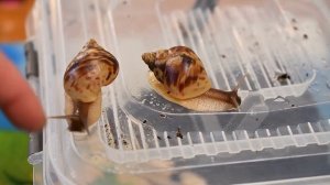 Улитки Ахатины.  Прошел 1 месяц.