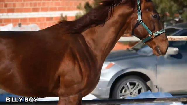 Недоуздок из кожи питона. Такого нет не у кого. Информация в описании. смотреть онлайн