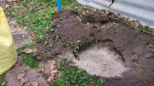 Как пересаживаю однолетний куст винограда/НАТАЛИЯ БОС
