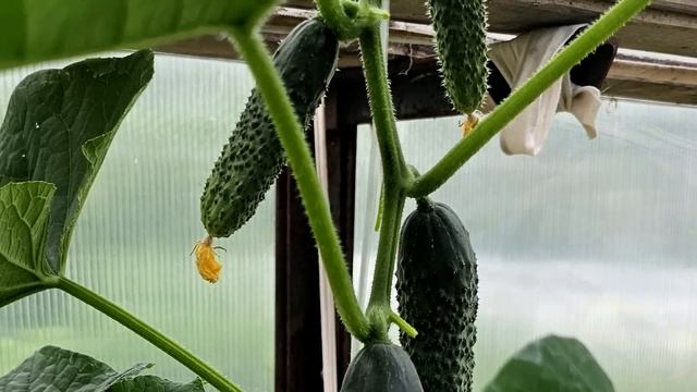 Огурцы прут и не болеют, внесите под огурцы в июле августе! 100% Копеечное рабочее средство смотреть онлайн