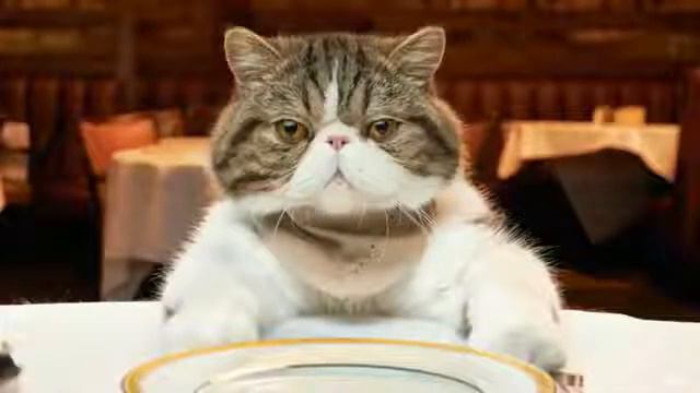 Приколы с котами Магия и коты и смешная озвучка животных!!! (1) смотреть онлайн