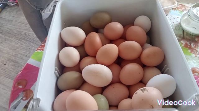 куриное яйцо домашнее