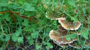 Massive cluster of Coprinellus micaceus and Abortiporus biennis