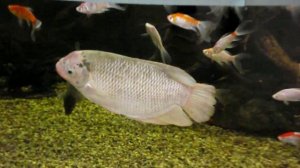 Аквариумная рыбка, Гигантский гурами, Osphronemus goramy