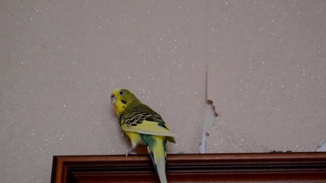 Попугай помогает делать ремонт. смотреть онлайн