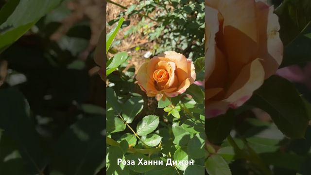 Роза Ханни Дижон/rose honey Dijon #розарий #садоводство #розы #цветы #roses #сад