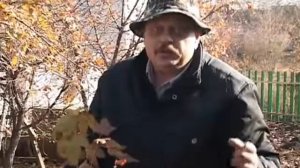 Как вырастить черную смородину с помощью черенков