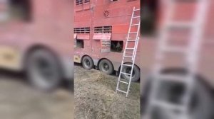 Кормление скота. При его перевозке в Узбекистан