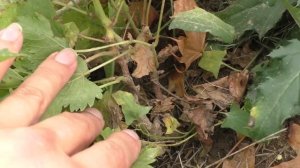Скоро заморозки, а молодой виноград не вызрел. Не спешите выкапывать кусты?