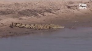 Приостановление вещания канала Зоопарк (15.09.2021)