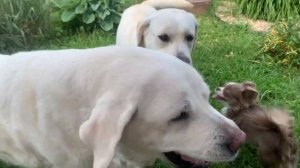 Играем вместе)