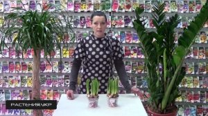 Цветок Нарцисс "Тет а тет" / нарциссы уход
