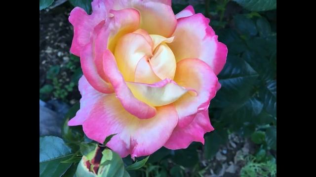 Цветение роз. Обзор розового сада на 7 июня 2020г. смотреть онлайн