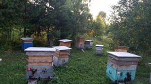Работа пчелы "КАРНИКА" в жару , на Среднем Урале .
