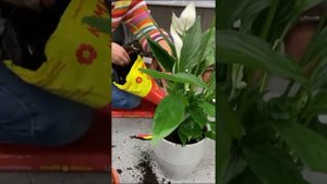 Пересадка спатифиллума