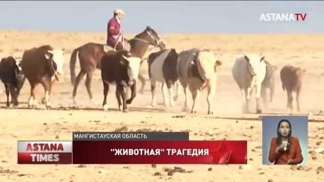 Больше тысячи лошадей погибли от голода и засухи в Мангистауской области смотреть онлайн